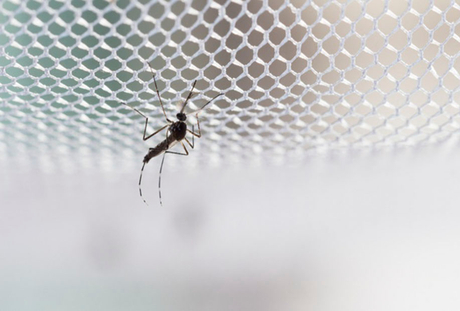 mosquito_net.jpg